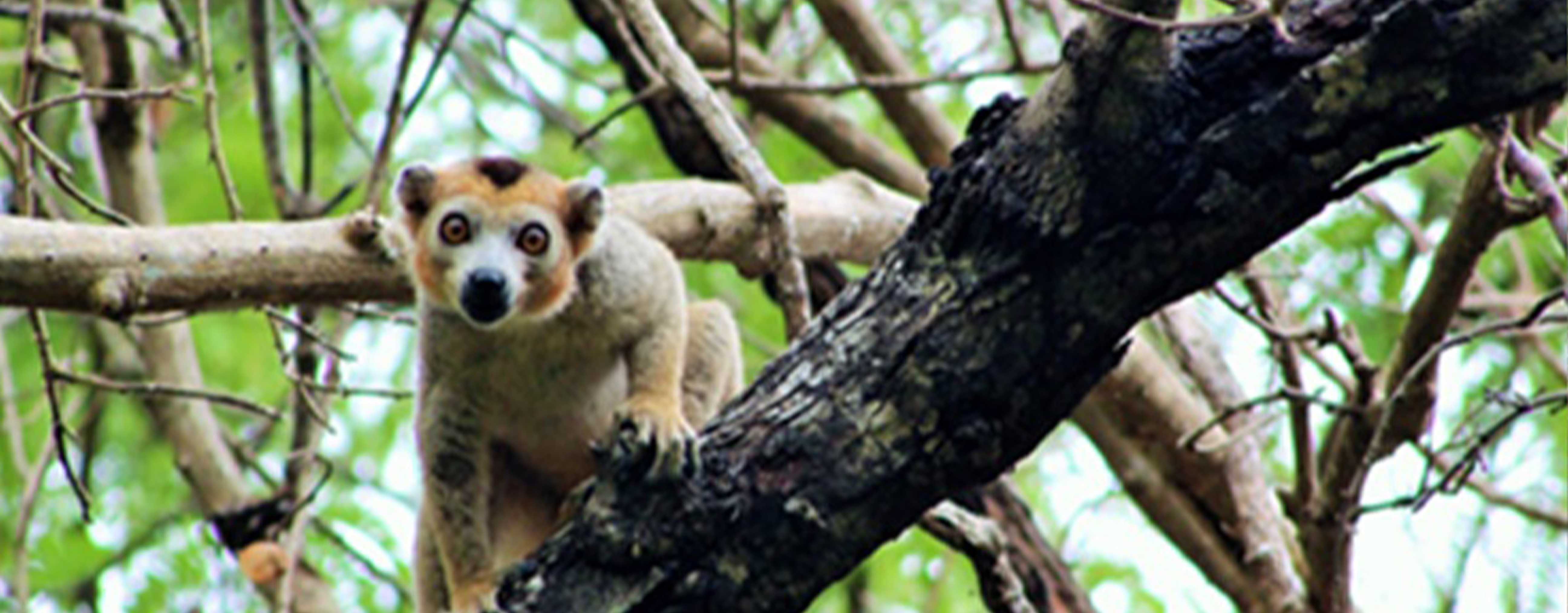 bobaomby CROWNED LEMURS